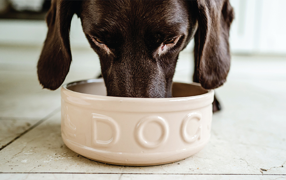 Dog eating from bowl